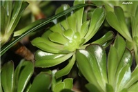 5f3c60bf-IMG_6608 aeonium.jpg